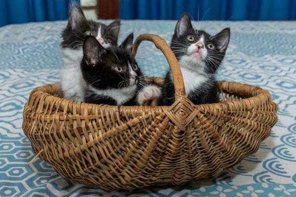 Picture of kittens in basket