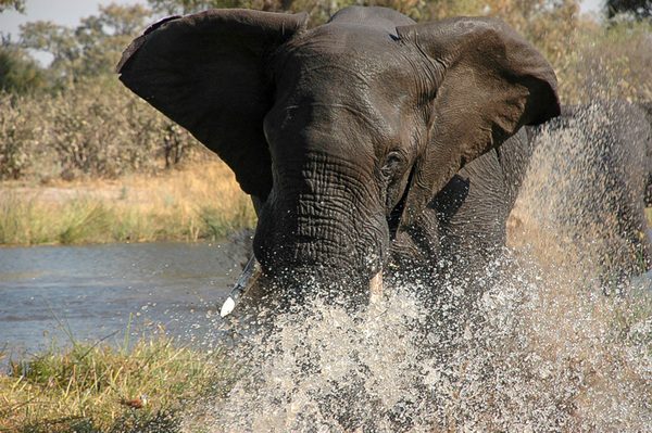 Picture of an elephant in the water 